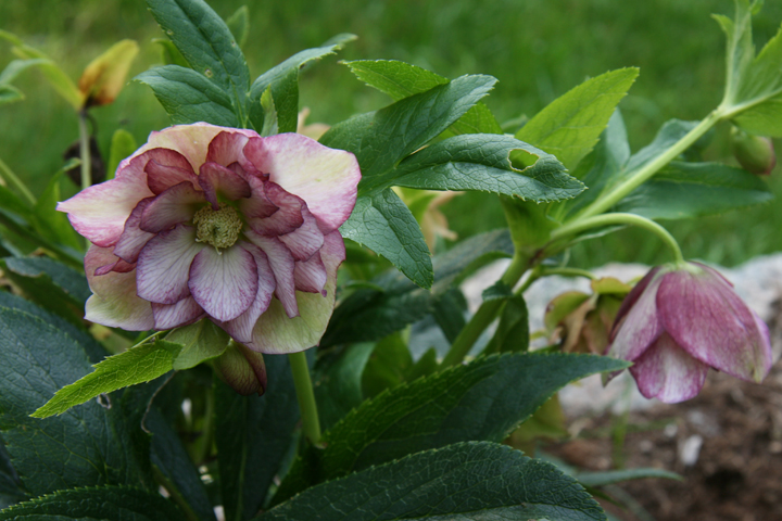 Aot2012-09139055.jpg