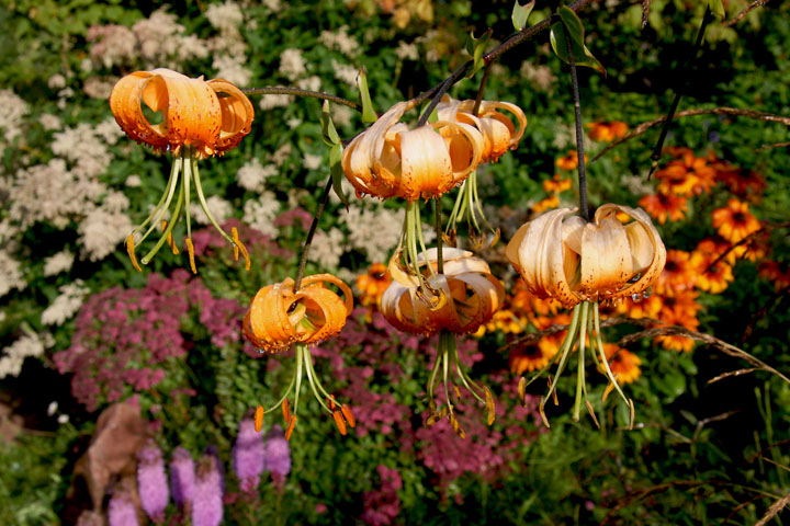 Aout2012-0823880813.jpg