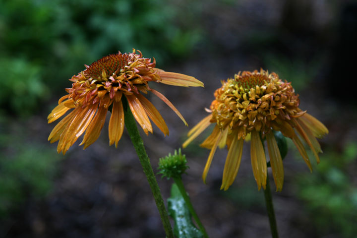 Aout2012-0823880829.jpg