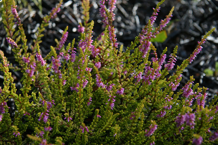Aout2012-0823880832.jpg