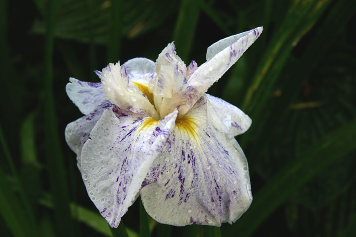 Aout2012-0823880833.jpg