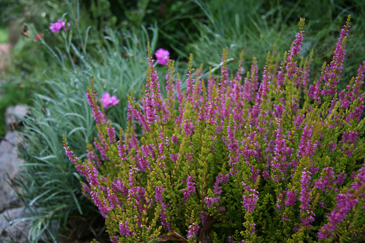 Aout2012-0823880838.jpg
