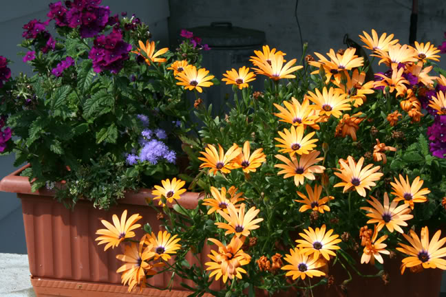 Aout232009064.jpg