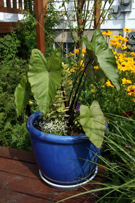 Aout232009082.jpg