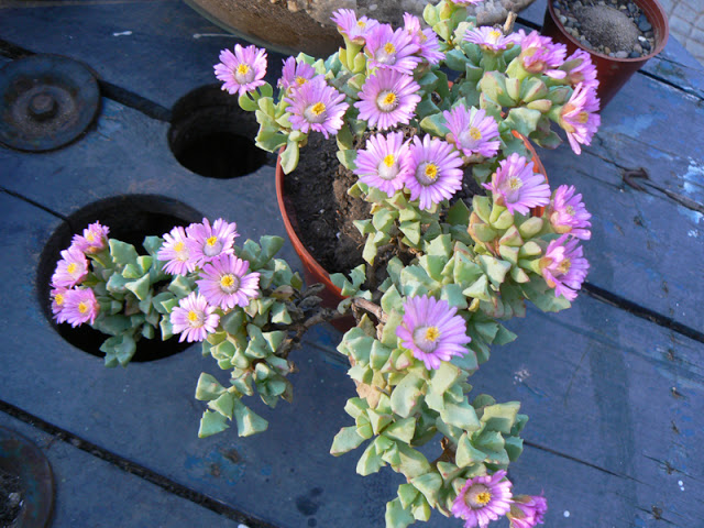 aP1310428.jpg