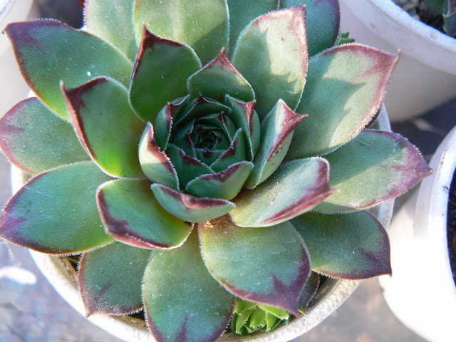 aP1310432.jpg
