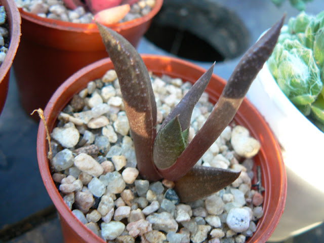aP1310437.jpg