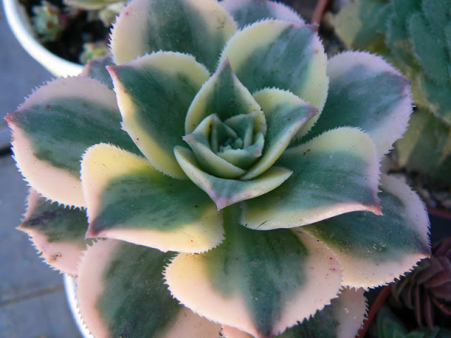 aP1310442.jpg