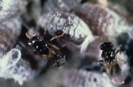 aphelinus%2Bmali.jpg