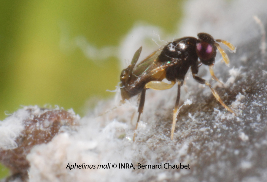 Aphelinus-mali-1-adulte-C-900.jpg