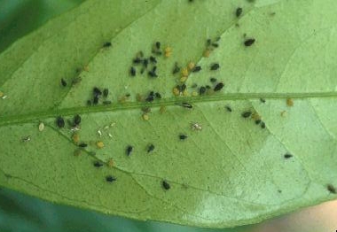 aphis-citricola-01.jpg