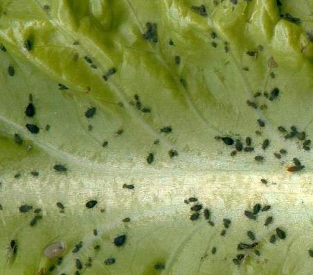 aphis-fabae-01.jpg