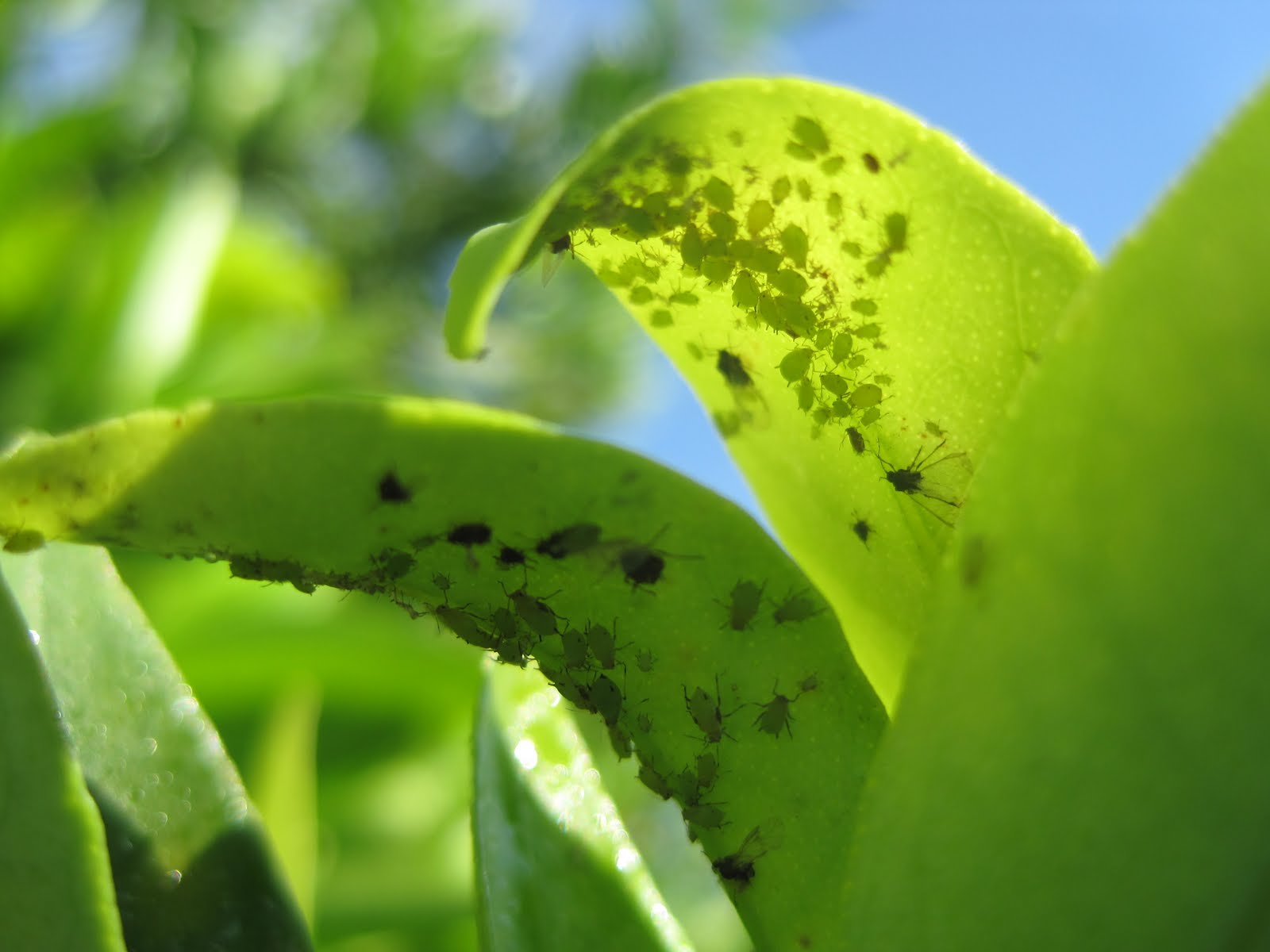aphis-spiraecola.jpg