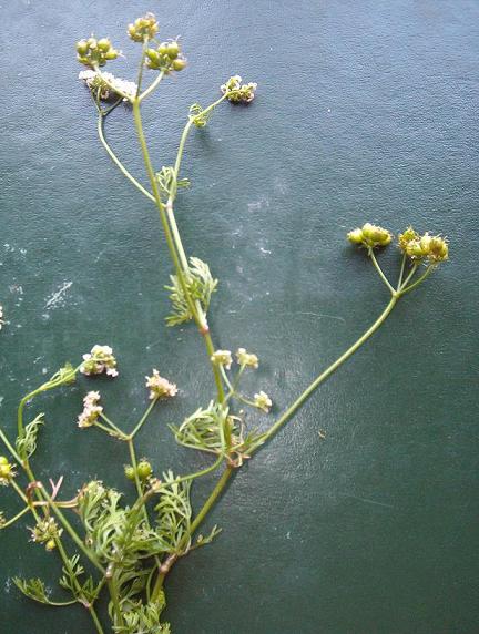 Apiaceae.JPG
