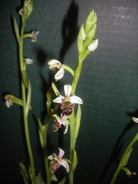apifera.jpg
