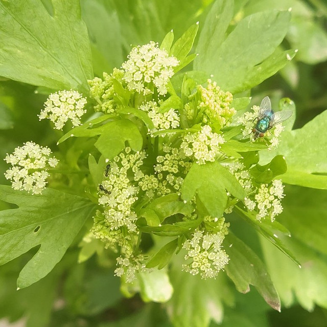 Apio-en-flor.jpg