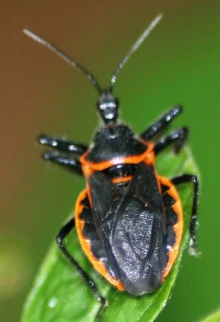 apiomeruscrassipes.jpg