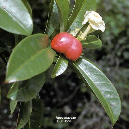 apocyn_265.jpg