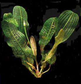 Aponogeton_madagascariensis3.jpg
