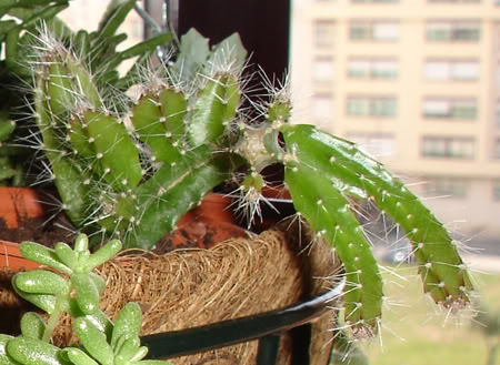 aporaocactussp05_2008.jpg
