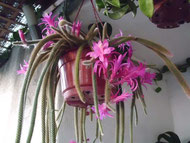 aporocactus-flageliformis.jpg