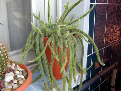aporocactus.jpg