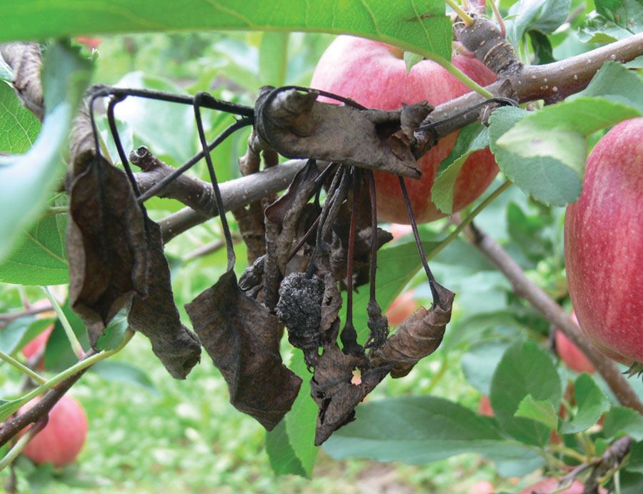 apples_fire-blight_08_zoom.jpg