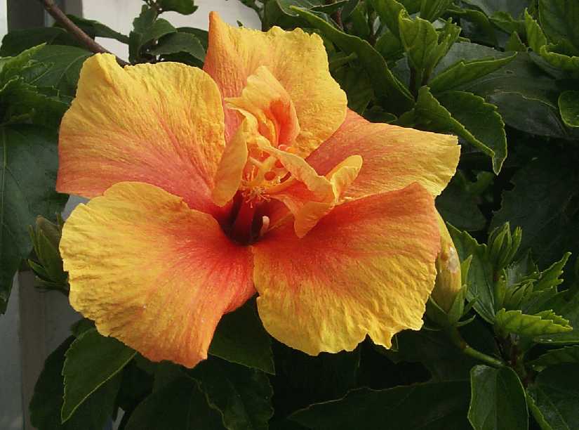 apricot-hibiscus-another-beauty.JPG