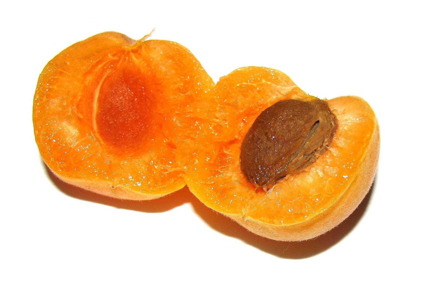 apricotj.jpg
