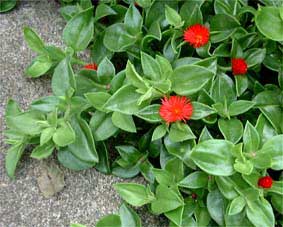 aptenia-cordifolia-2.jpg