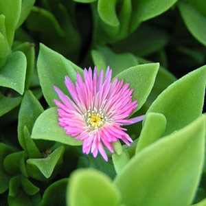 aptenia-cordifolia.jpg