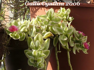 Aptenia+variegata.jpg