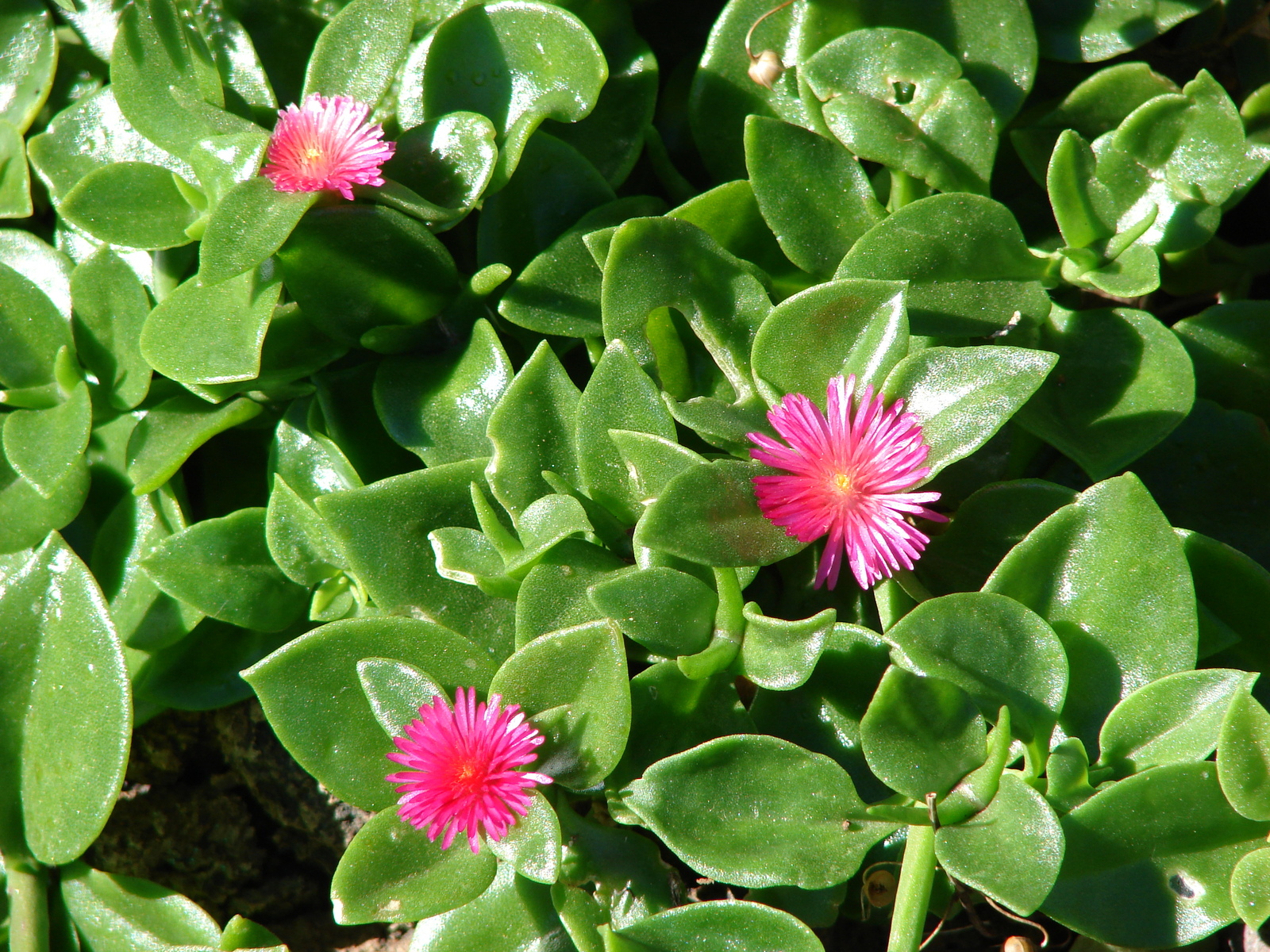 Aptenia_cordifolia-floristerias-zaragoza.jpg