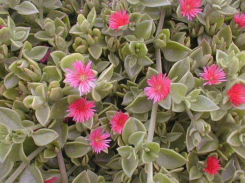 aptenia_cordifolia.jpg