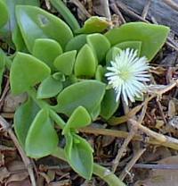 Aptenia_cordifolia2.jpg