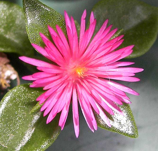 apteniacordifolia.jpg