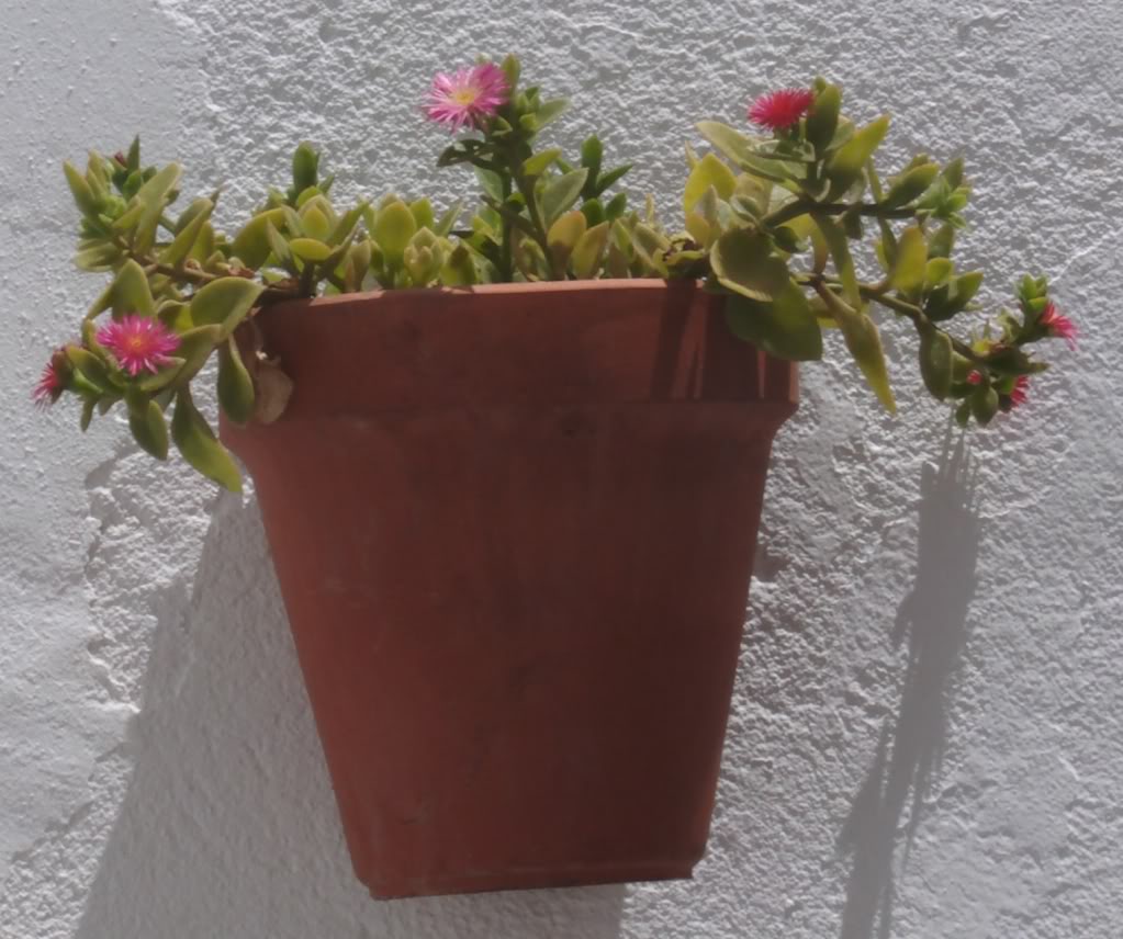 apteniacordifoliaenflor2.jpg