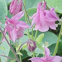 aquil-vul-altrosa.jpg