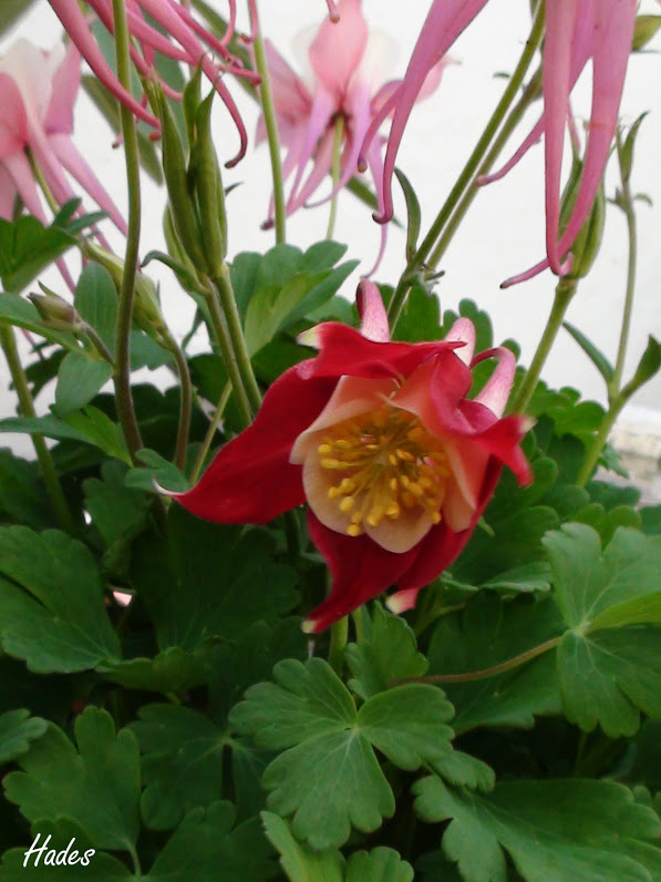 aquilegia+2.jpg