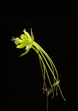 aquilegia.jpg