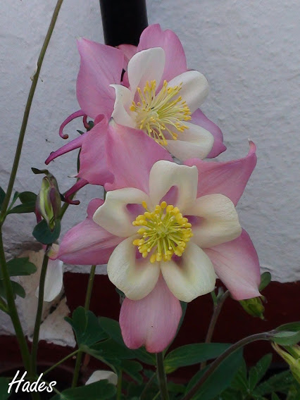 aquilegia.jpg