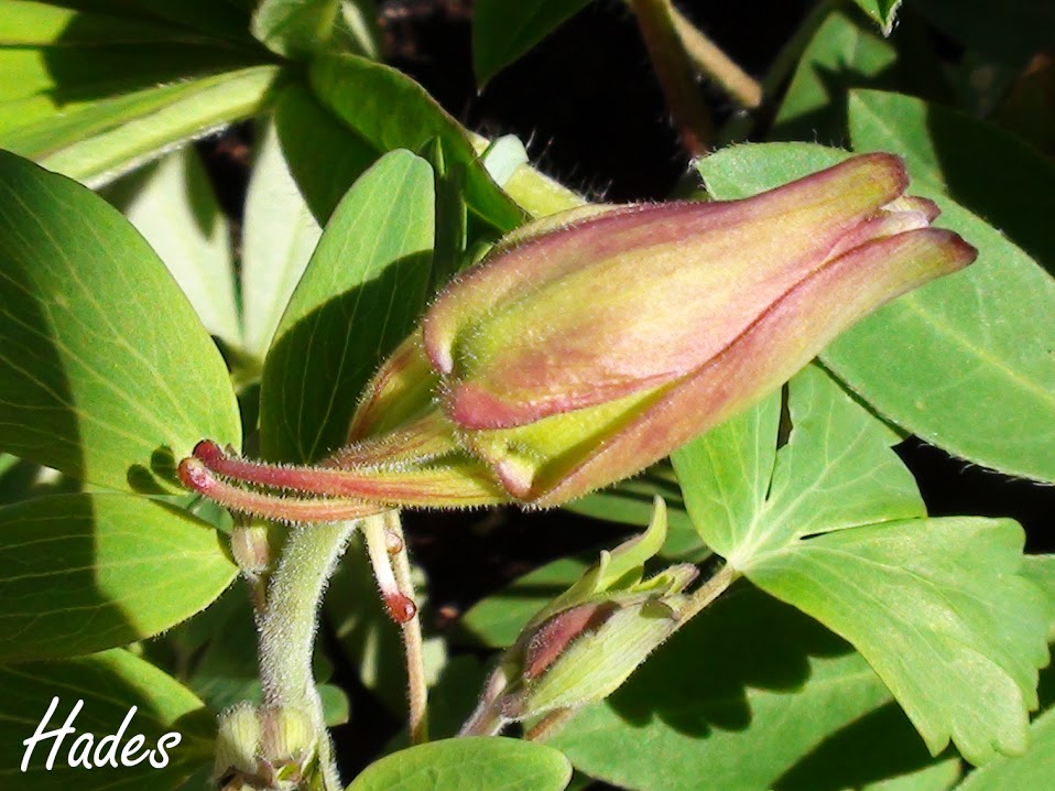 aquilegia.jpg