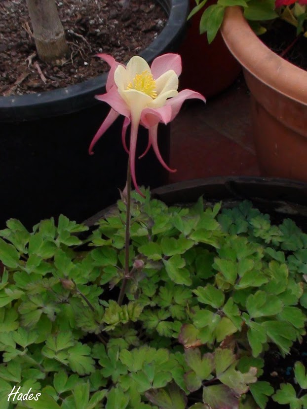 aquilegia.jpg