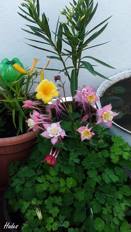 aquilegia+surprise.jpg