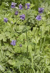 aquilegia-vulgaris.jpg