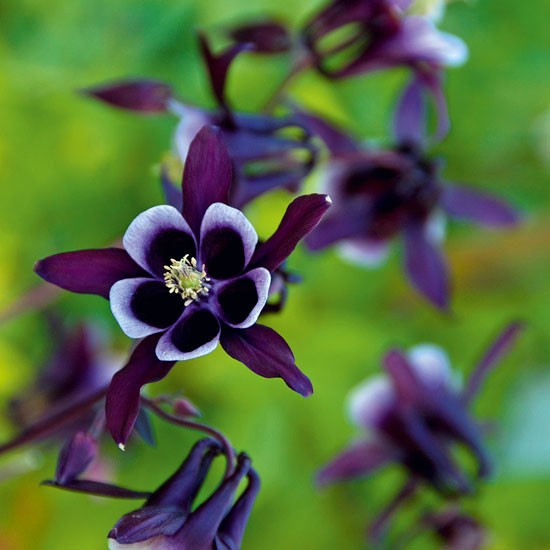 Aquilegia-vulgaris-William-Guinness-purple-flowers-Homes--Gardens-Housetohome.jpg