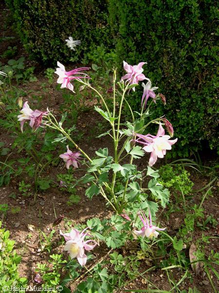 aquilegia0.jpg
