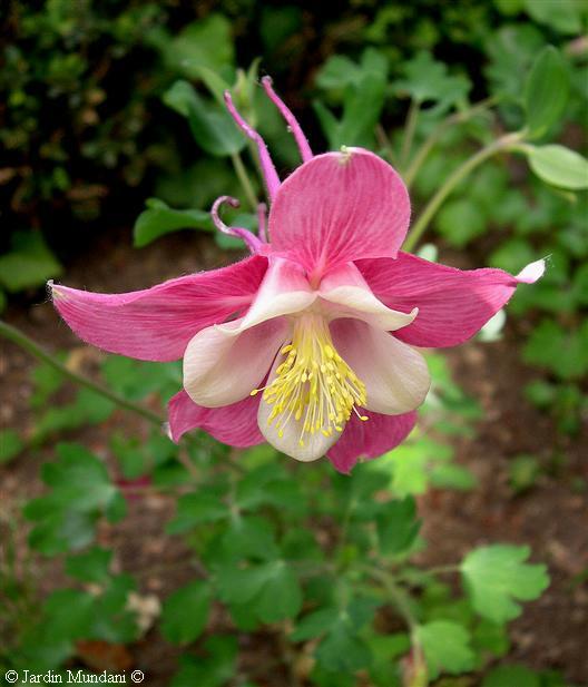 aquilegia01.jpg