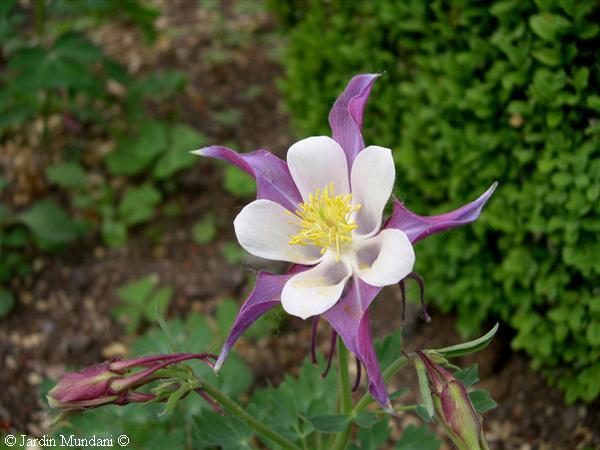 aquilegia02.jpg