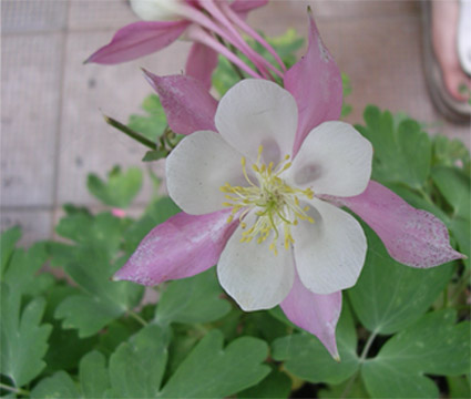 aquilegia1_copia.jpg